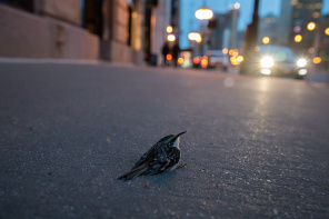 Chicago Tribune — “A Safer Migration for Chicago’s Birds”